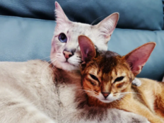 阿比西尼亚猫和暹罗猫(哪个好)