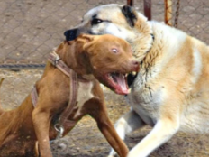 高加索vs比特犬(谁更厉害)