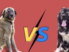高加索犬和坎高犬哪个厉害(对比)