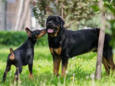 罗威纳犬和杜宾犬哪个厉害(对比)