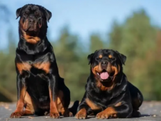 罗威纳犬寿命多少年(影响寿命的原因,如何活得更久)