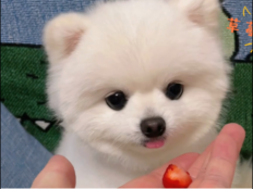 博美犬可以吃草莓吗(狗狗能吃草莓吗)