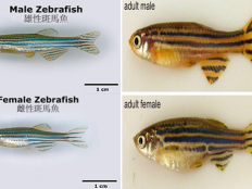 斑马鱼如何分辨公母(图解)