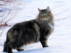 挪威森林猫掉毛吗(如何应对)