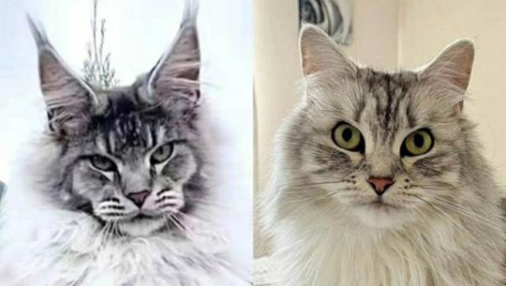 挪威森林猫和缅因猫的区别(对比)