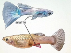 孔雀鱼如何区分公母(怎么分辨雌雄)