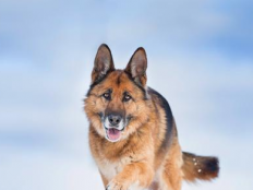 德国牧羊犬特点(优点)