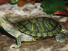 巴西龟能在陆地上生活多久(生存期限)
