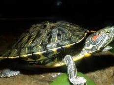 巴西龟温度低于多少就不进食呢(怎么办)