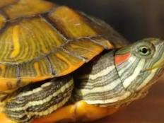 怎样看巴西龟的年龄(判断方法)