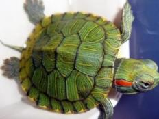 小巴西龟会长大吗(能长多大)