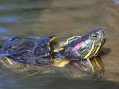 巴西龟是怎么繁殖后代的呢(过程)