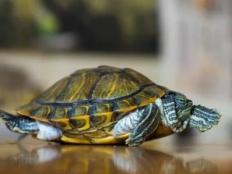巴西龟的寿命是多少(能活多久)