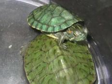 巴西龟养殖方法和注意事项(饲养技巧)