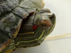 巴西龟为什么会得白眼病(原因及措施)