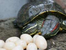 巴西龟能下蛋吗(什么时候生蛋)
