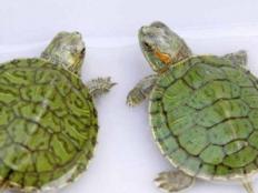 如何辨别巴西龟的性别(方法)