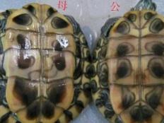 巴西龟辨别公母的方法(简单易学)