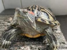 巴西龟饲料是放水里还是放哪里(分析)