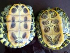 巴西龟怎样分公母 辨认(方法)