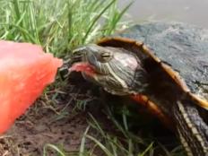 巴西龟能吃西瓜吗(喂食方法及注意事项)