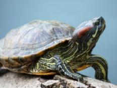 巴西龟在陆地能呆多久(会死吗)