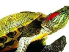为什么说养巴西龟不吉利(迷信)