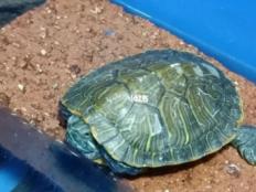巴西龟不喜欢在水里(原因和解决办法)