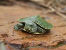 小巴西龟能长大吗(怎么养长的大)