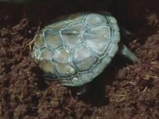 巴西龟冬眠多久(巴西龟冬眠方法)