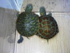 两只巴西龟可以一起养吗(养在一起需要考虑的因素)