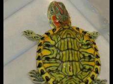 巴西龟怎么辨别雌雄(如何区分巴西龟公母)