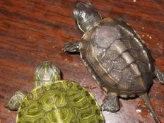 草龟是巴西龟吗(巴西龟和草龟怎么区分)