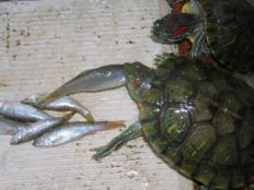 巴西龟吃死鱼吗(能不能吃)