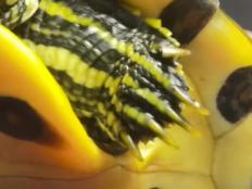 巴西龟可以剪指甲吗(太长了怎么办？能剪吗)