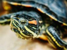 红耳巴西龟能活多久(最长多少年)