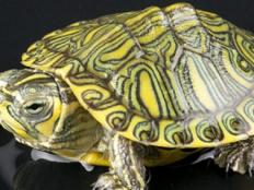 黄耳龟是巴西龟吗(为什么不建议养)