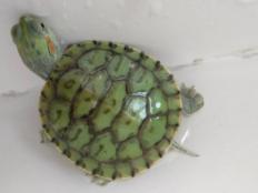 巴西龟8厘米多大岁数(5招教你辨别巴西龟年龄)