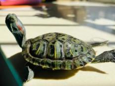 巴西龟晒太阳晒多长时间(每次晒多久)