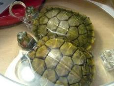 怎么样的巴西龟是极品(如何挑选巴西龟)