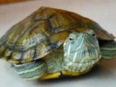 巴西龟可以干养多久(关于巴西龟干养的知识)