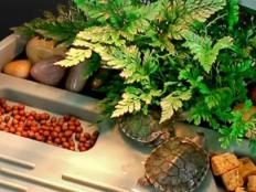 巴西龟幼龟怎么喂食(饲养方法)