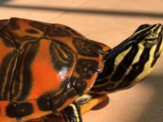 火焰龟是巴西龟吗(火焰龟怎么养)