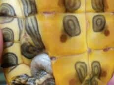 巴西龟腐甲(原因及预防方法)