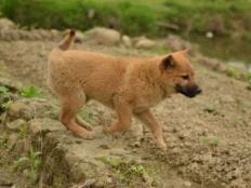 中华田园犬好养吗(土狗为啥好养活)