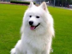 萨摩耶犬能活多少岁(平均寿命)