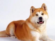 秋田犬是烈性犬吗(可以在城市养吗)