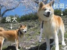 柴犬和秋田有什么区别(在哪里)