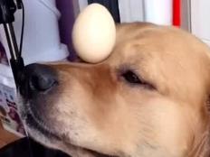 金毛幼犬可以吃生鸡蛋吗(吃生鸡蛋好吗)