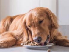 金毛几个月可以吃成犬粮(不同阶段的喂食方法)